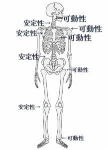 ジョイントバイジョイントセオリーの図 足関節可動性 膝関節安定性 股関節可動性 腰椎安定性 胸椎稼働性 肩甲胸郭関節安定性 肩関節稼働性 交互に安定性、可動性が組み合わさって機能していることが分かる図